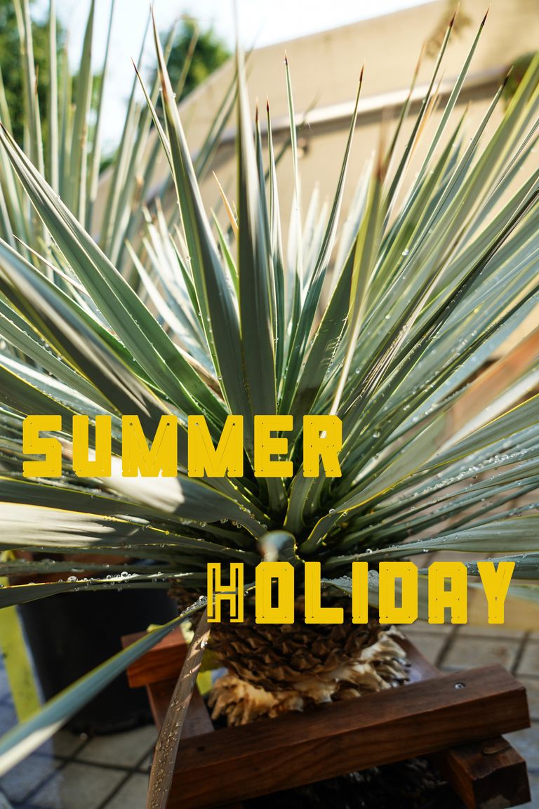SUMMER HOLIDAYのお知らせ