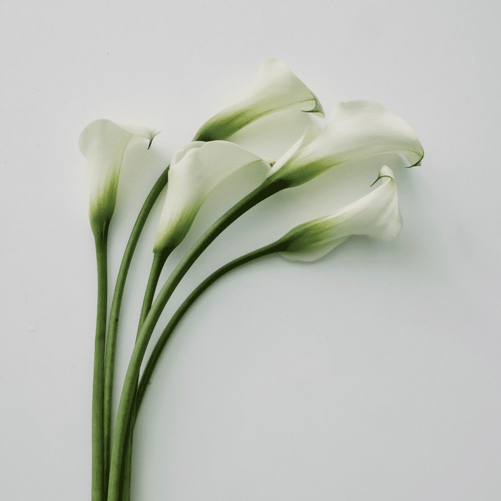 【再販売通知受付可能】Solid Perfume(MONOCHROME)