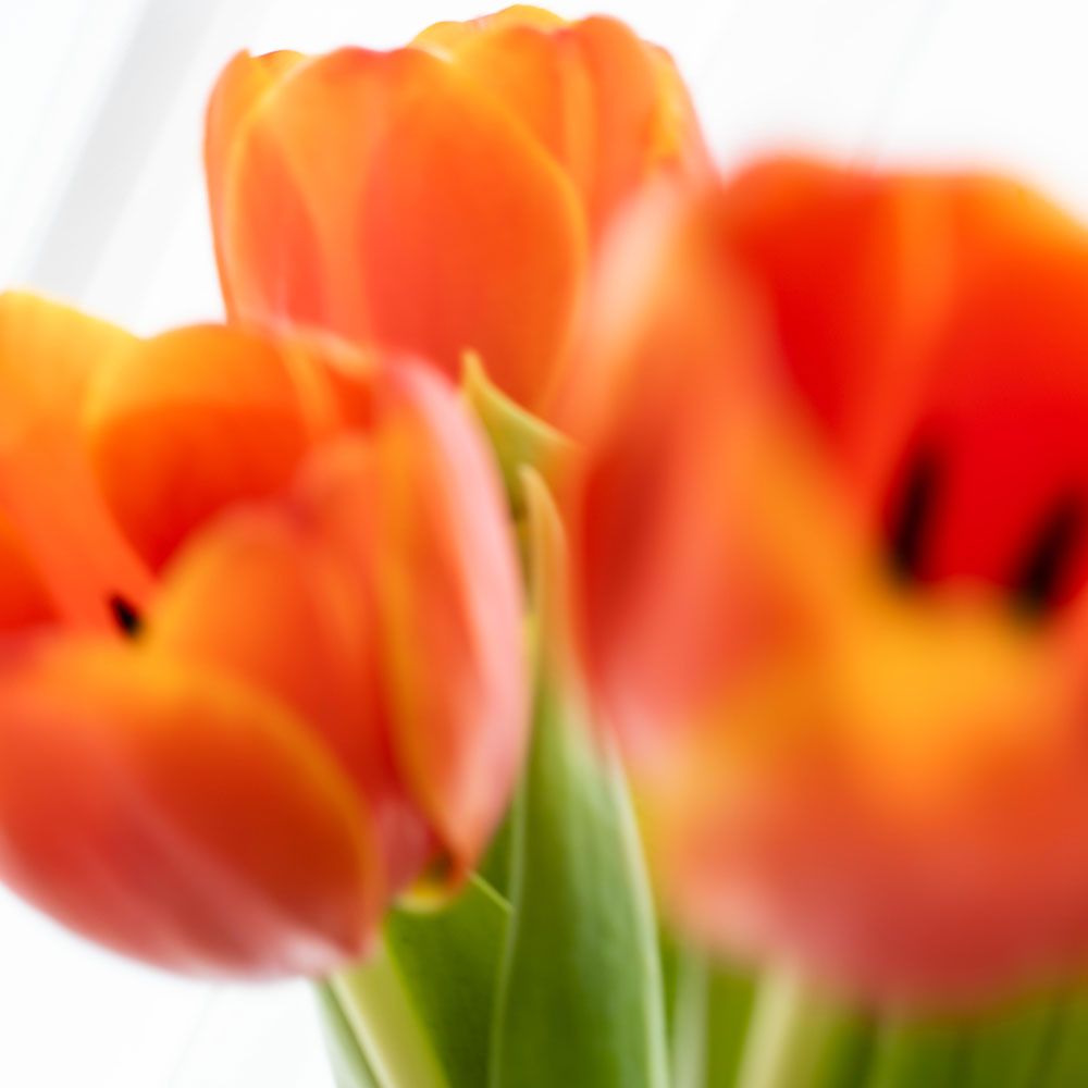 【再販売通知受付可能】Diffuser(TULIP)