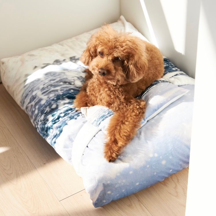 【残り一点】Jeju Westcoast Pet Cushion