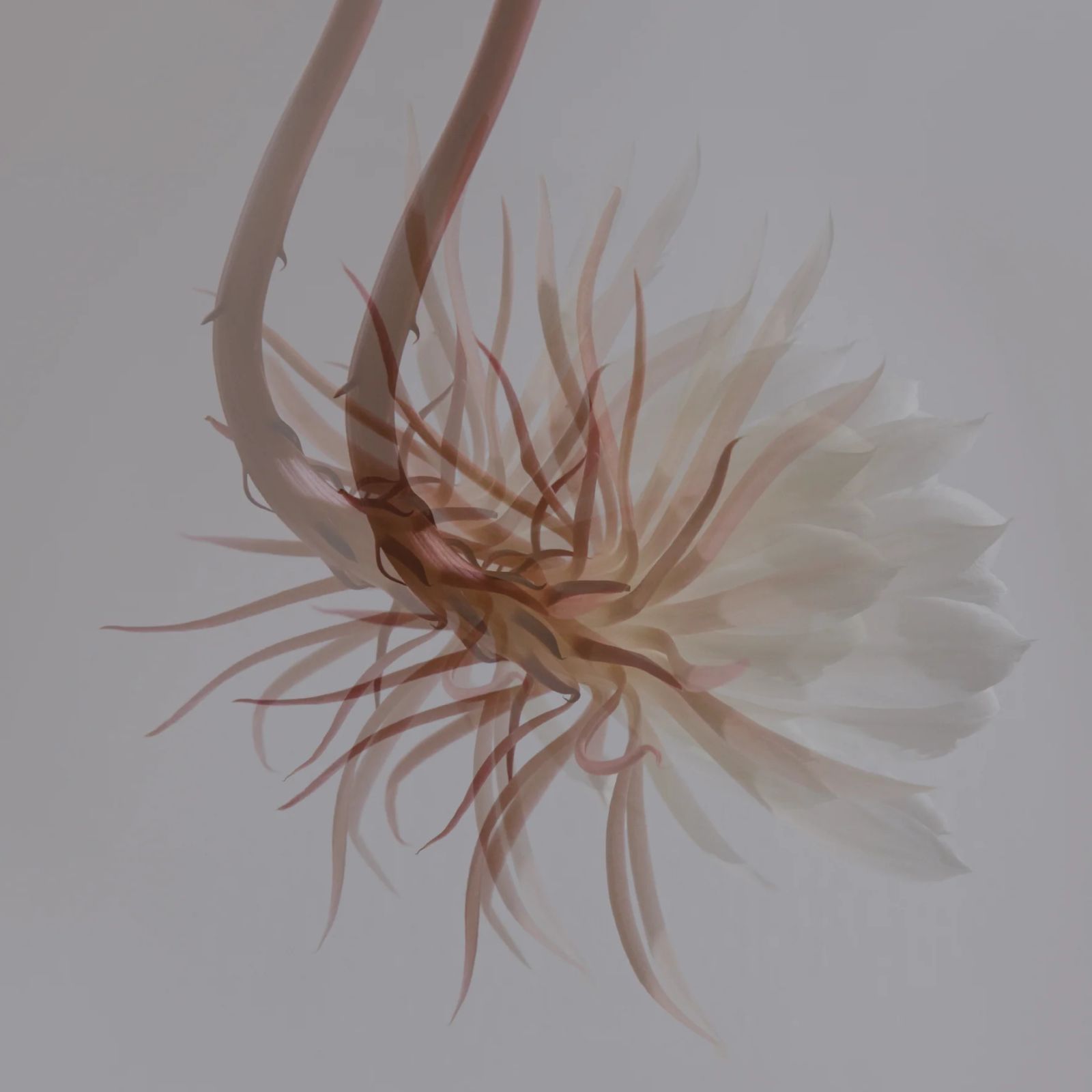【残り一点】Incense Sticks Discovery Set(FLORAL)