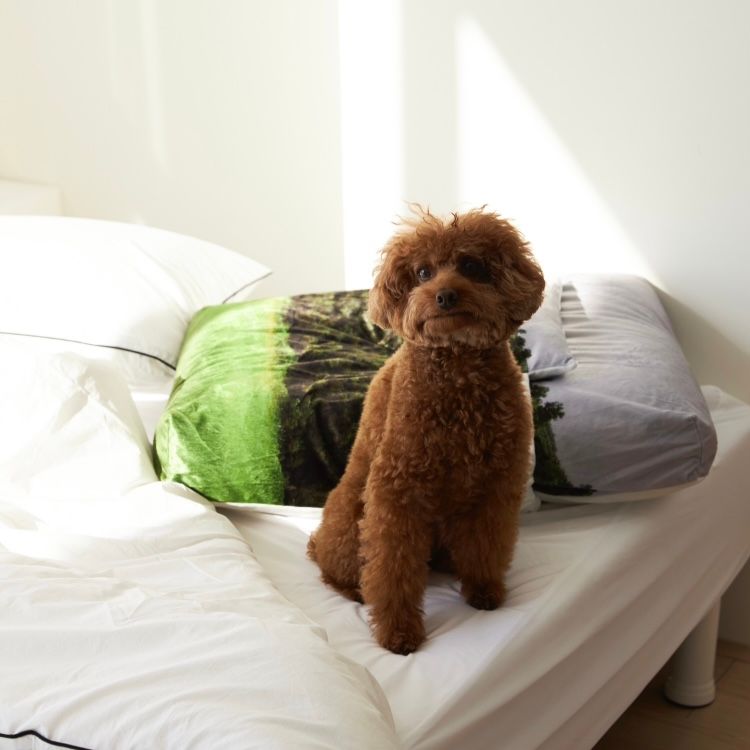 【残り一点】Jeju Orrum Pet Cushion
