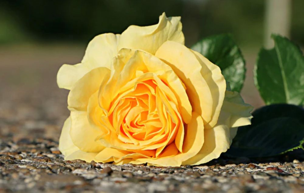 【MAD et LEN】ASPHALTE ROSEという香り