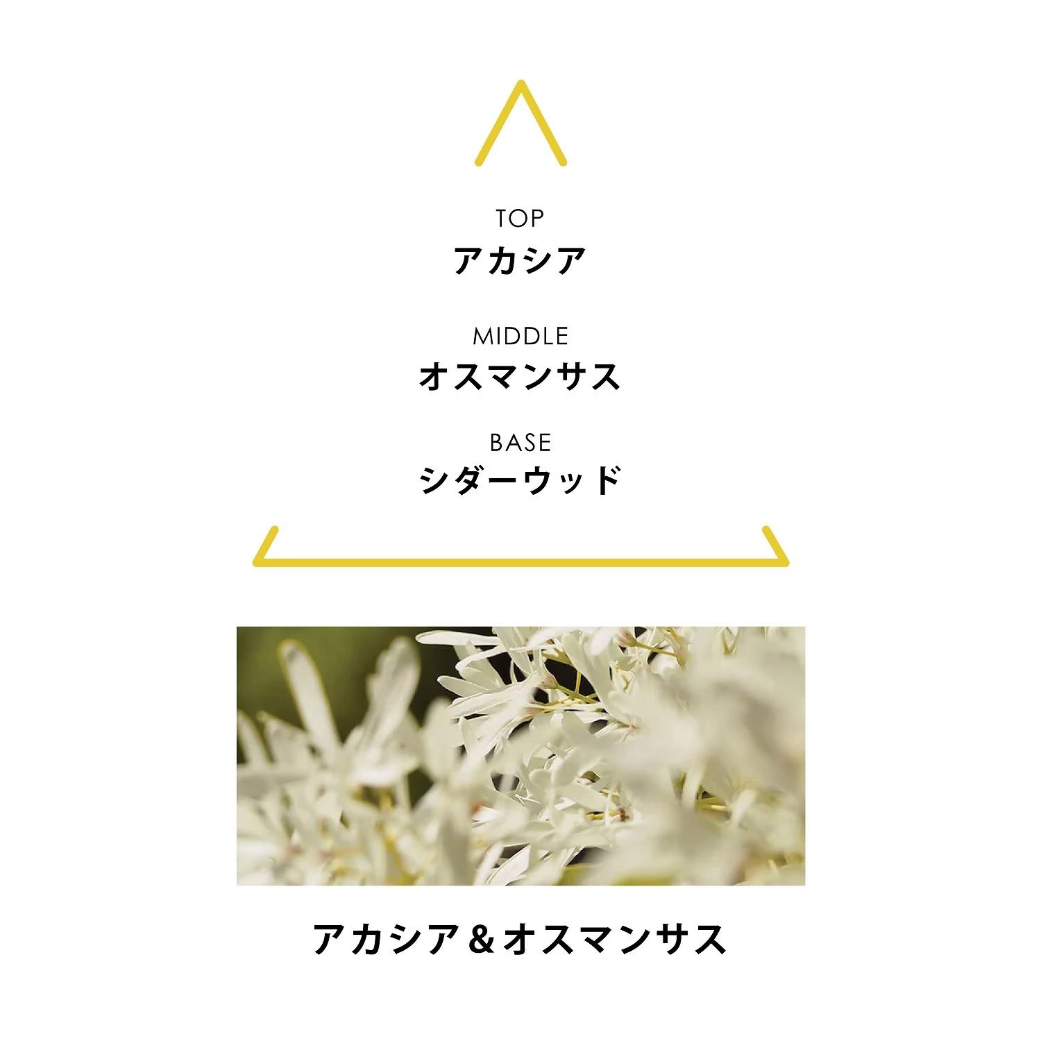 【残り一点】ボタニカルコロン 10ml(AQUA MAJESTAE)
