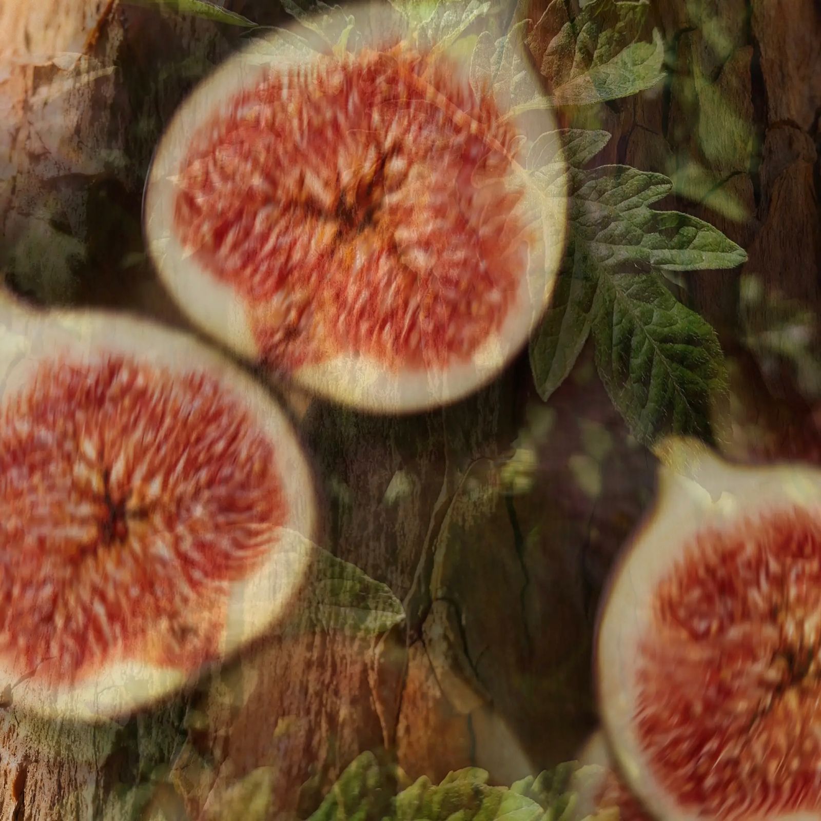 【お取り寄せ注文可能】FICO AROMATICO 詰め替え用(500ml)