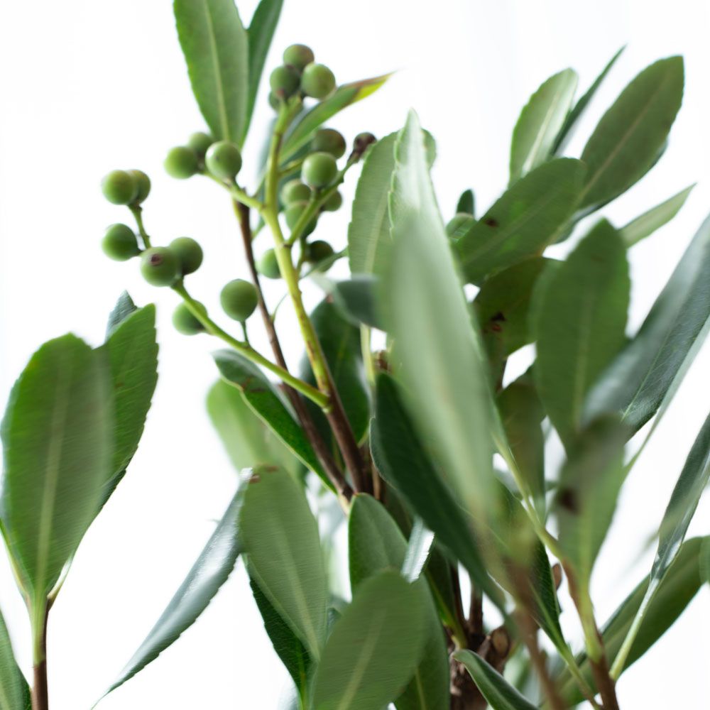 【再販売通知受付可能】Diffuser(GARDEN)