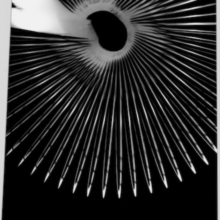 【残り一点】Photogram Printed T-shirt