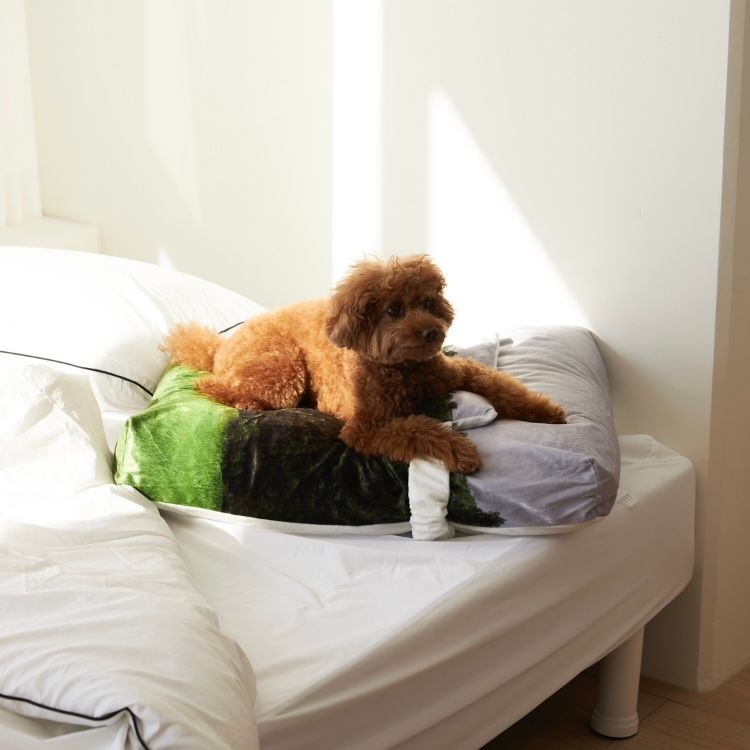 【残り一点】Jeju Orrum Pet Cushion