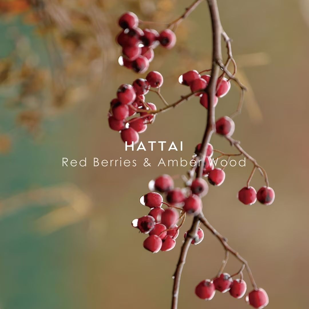 【残り一点】シンギュラーオードパルファム 50ml(HATTAI)