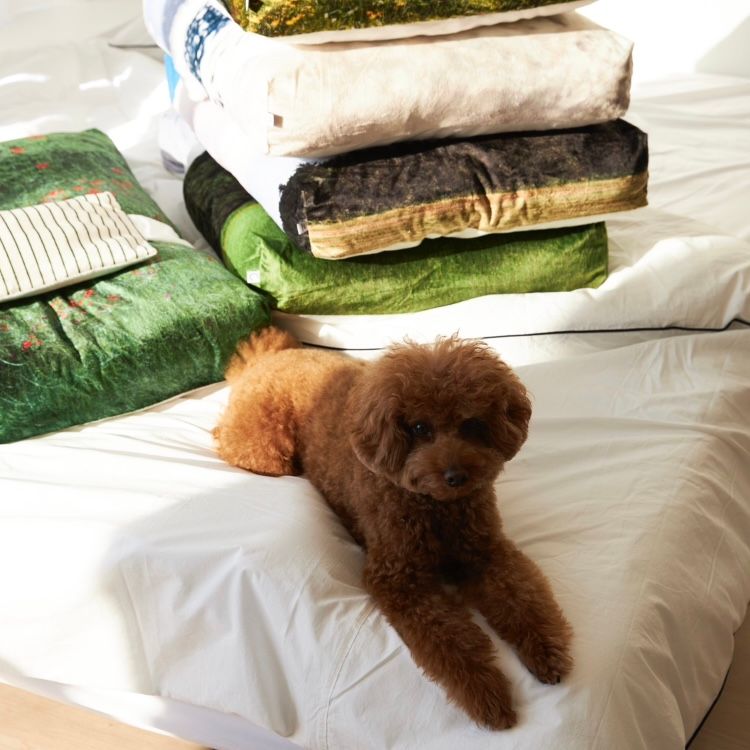 【再販売通知受付可能】Suncheon Blossom Pet Cushion