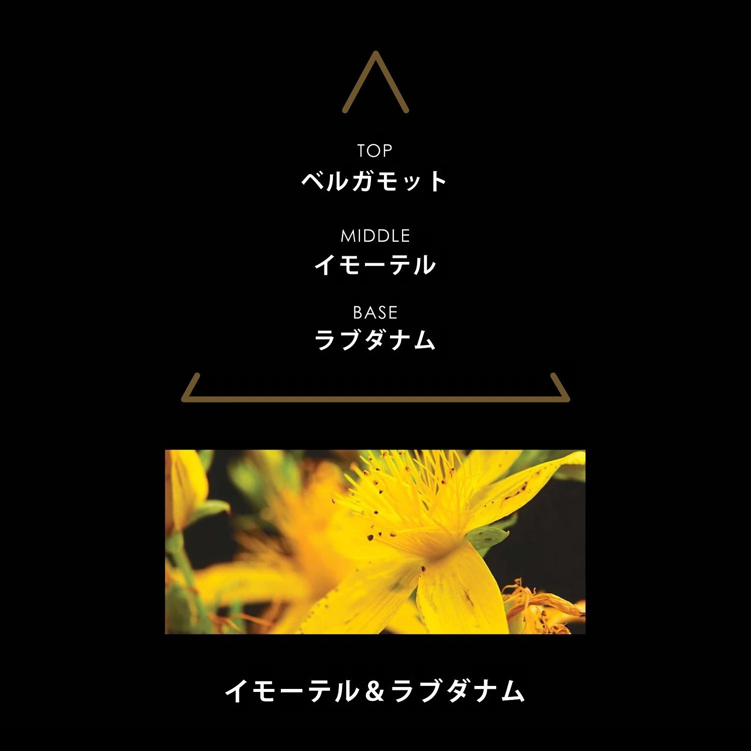 【残り一点】シグネチャー 100ml(AMBRA)