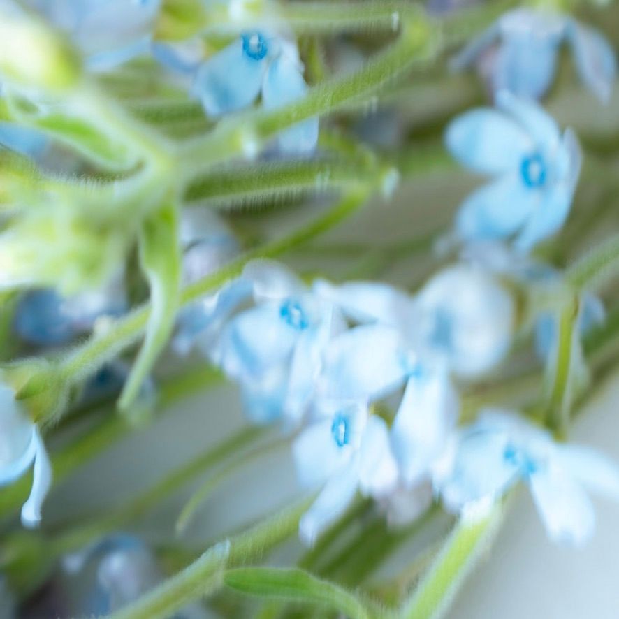 【再販売通知受付可能】Diffuser(COTTON)