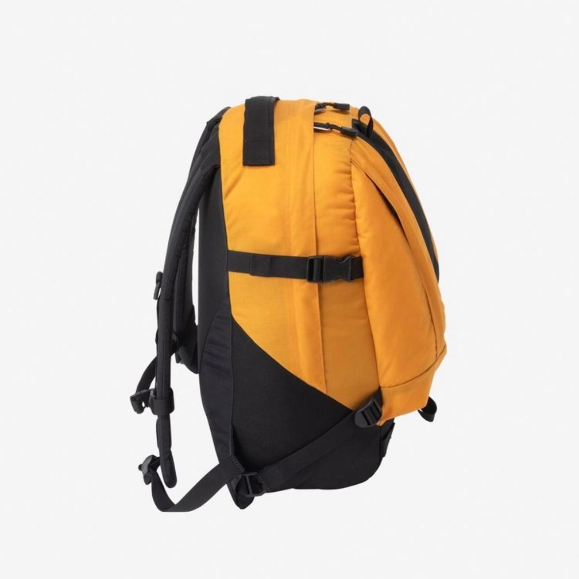 【残り一点】Kinkajou