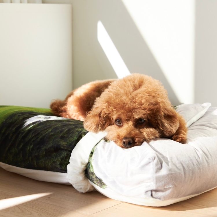 【残り一点】Jeju Orrum Pet Cushion