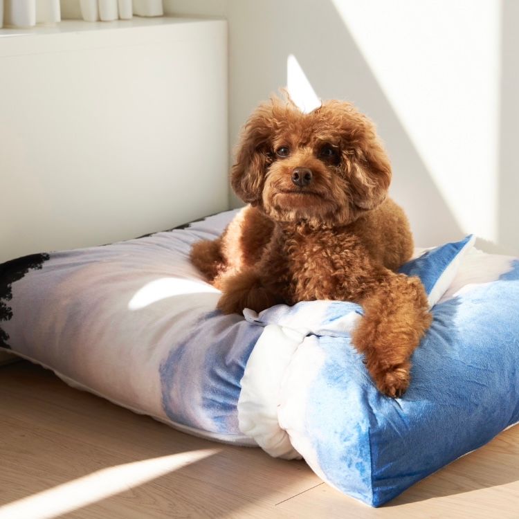 【残り一点】Jeju Landscape Pet Cushion