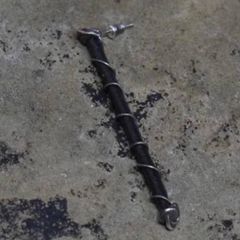 【お取り寄せ注文可能】Entwined Earring Long