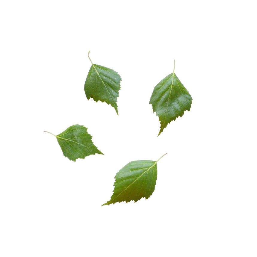 【残り一点】Birch Hand & Foot Bath(METSA)