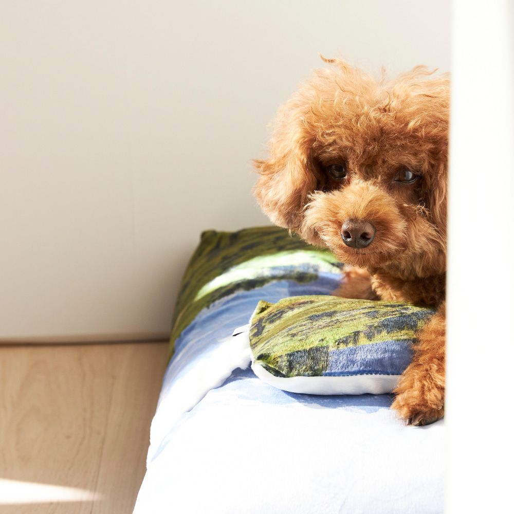 【再販売通知受付可能】Swiss Enjoy Pet Cushion