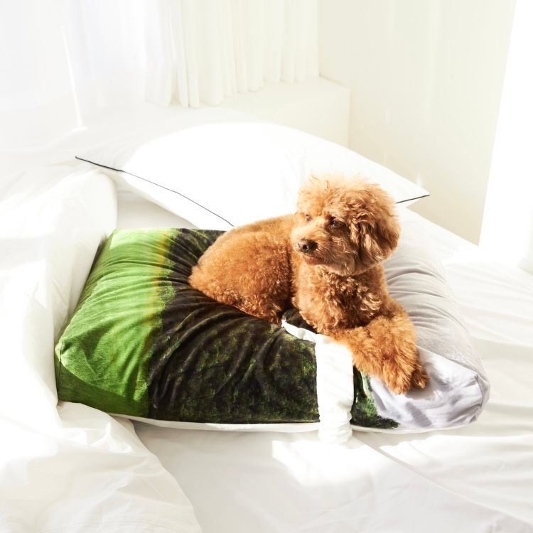 【残り一点】Jeju Orrum Pet Cushion