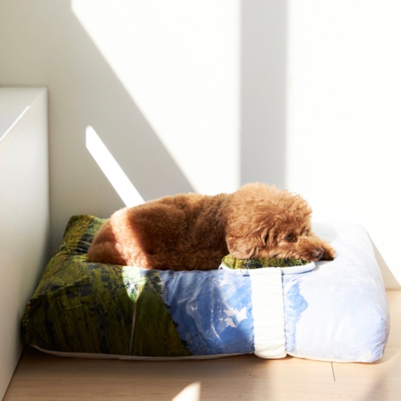 【再販売通知受付可能】Swiss Enjoy Pet Cushion