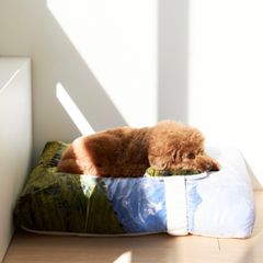 【再販売通知受付可能】Swiss Enjoy Pet Cushion