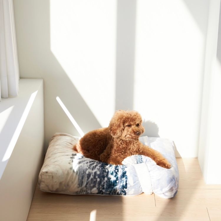 【残り一点】Jeju Westcoast Pet Cushion