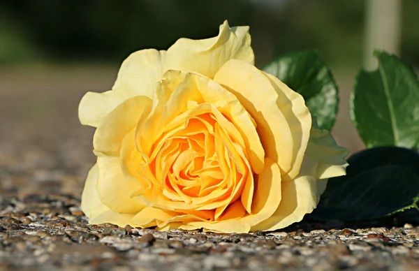 【MAD et LEN】ASPHALTE ROSEという香り
