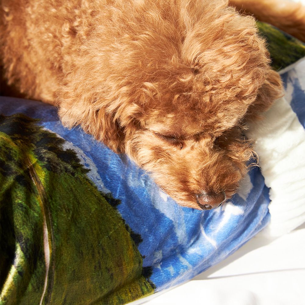 【再販売通知受付可能】Swiss Enjoy Pet Cushion