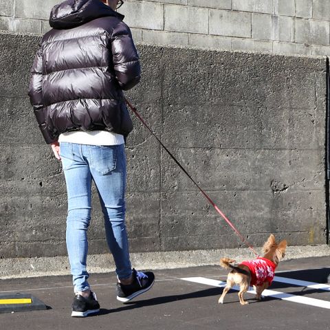 愛犬との散歩スタイル。