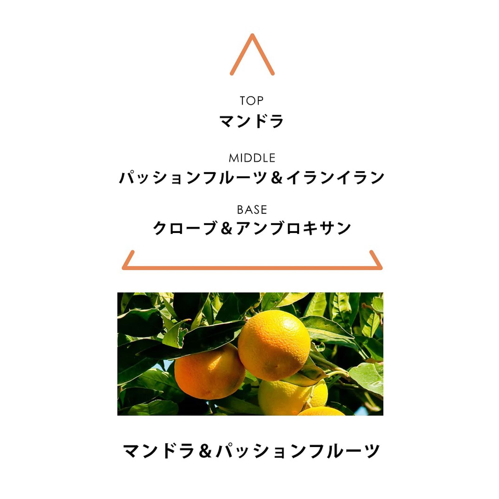 シンギュラー オーデパルファム アガピ｜EAUX DE PARFUM SINGULIÈRES AGAPI｜オーデパルファム｜ヴィーガンフレグランス