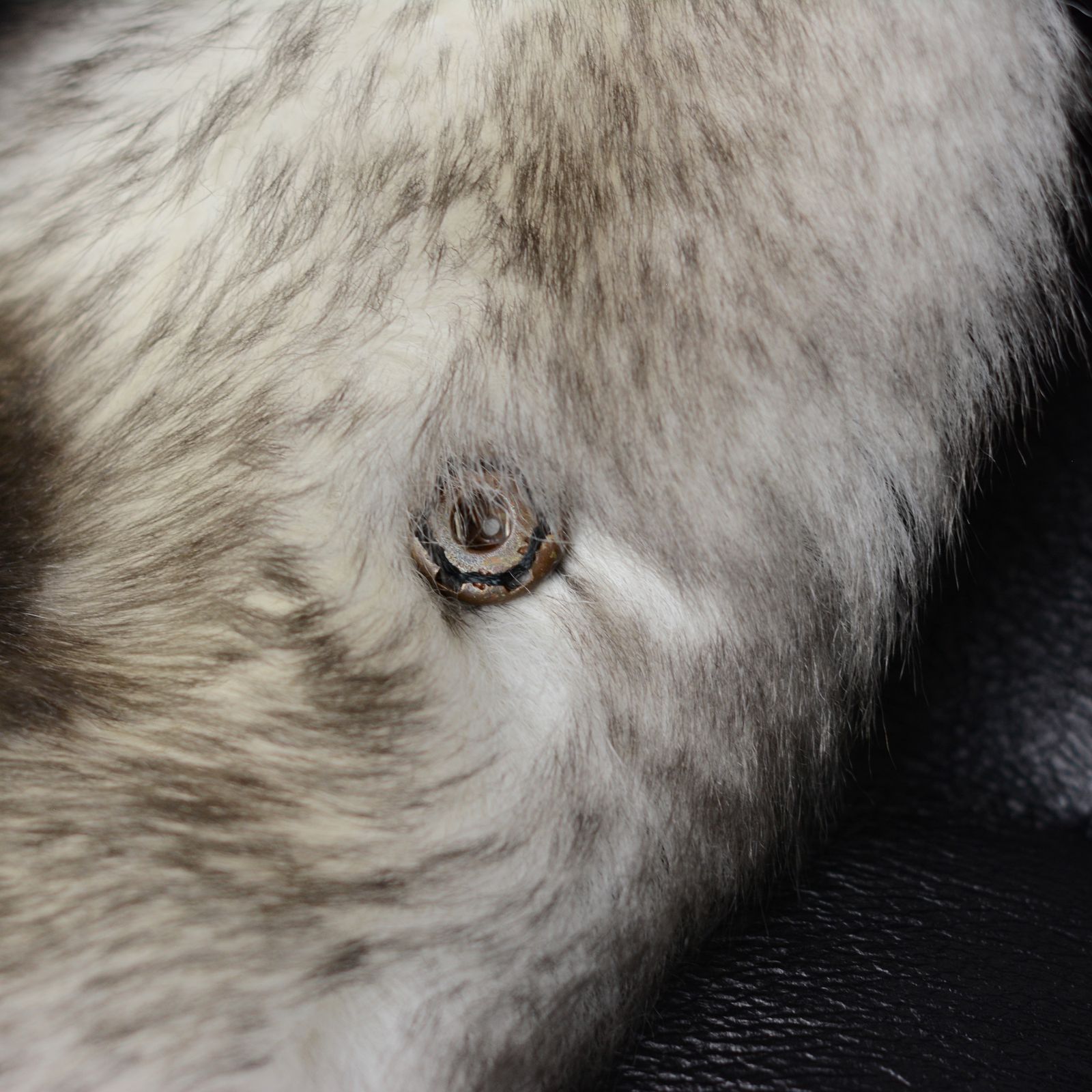 SHEEP SHEARLING NECK WAEMER"