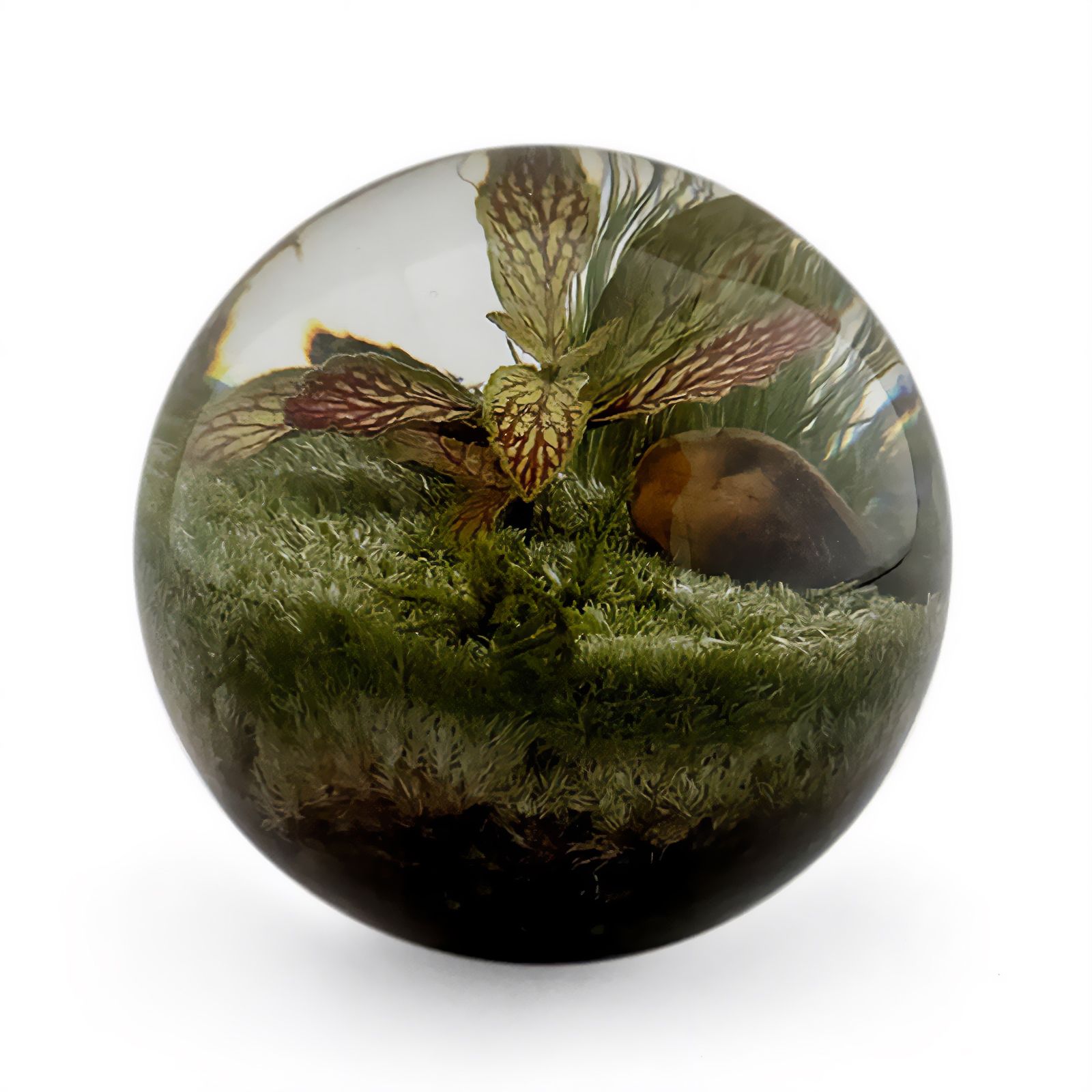 「EVER LEAF BALL」Fittonia Red