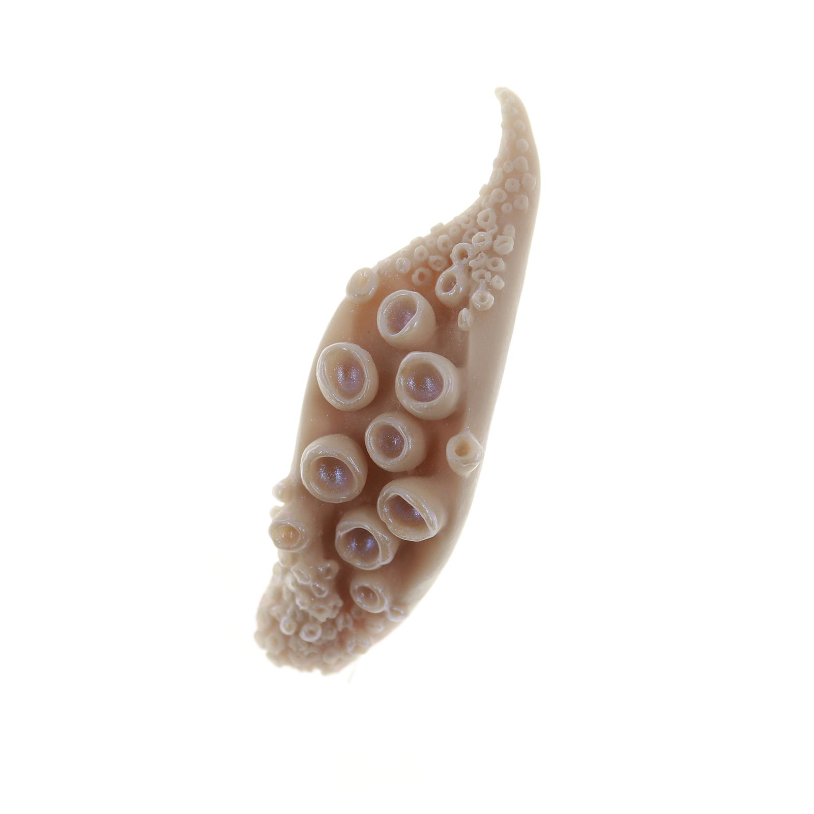 「ゲソ」ピアス（片耳）