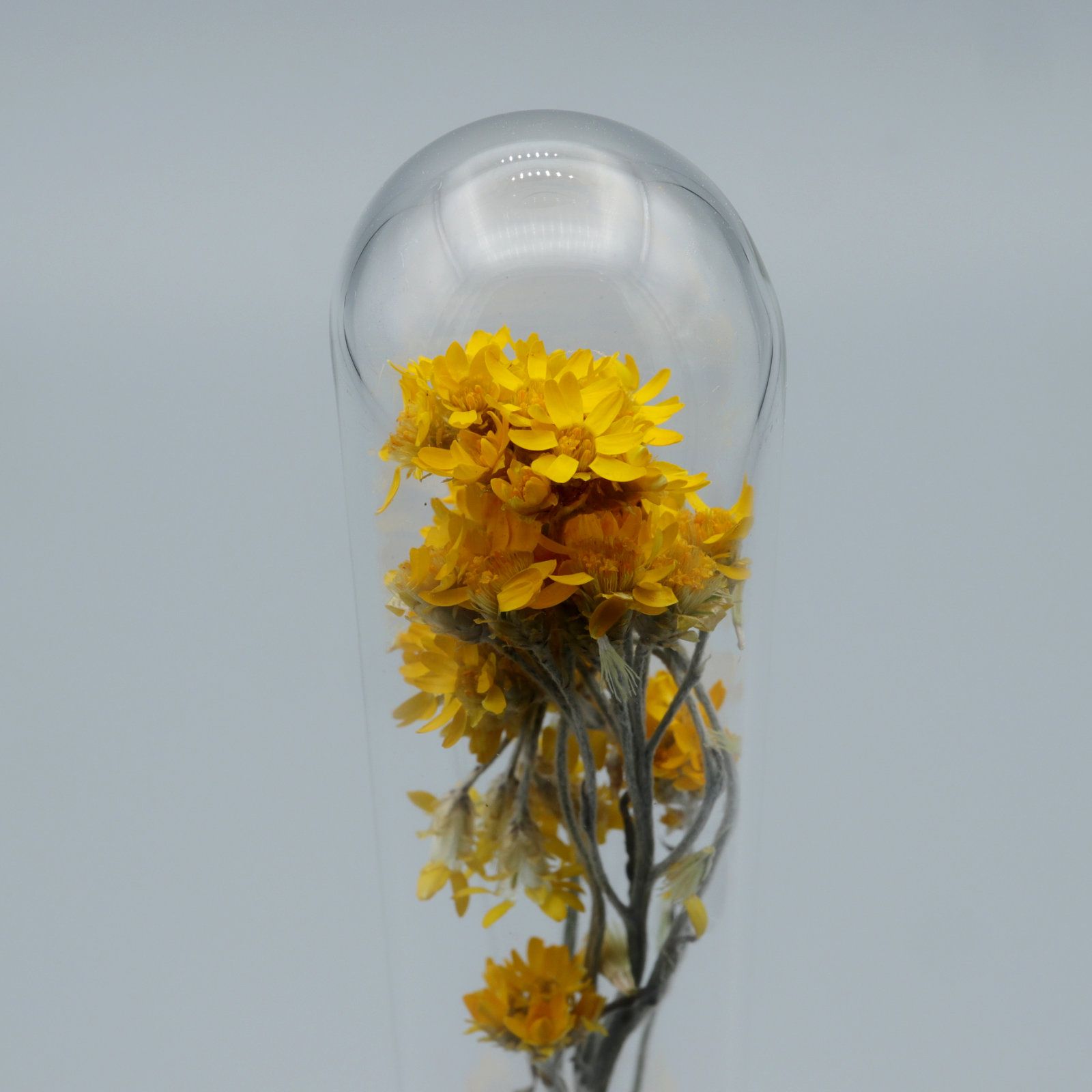 「HERBARIUM BRASS GLASS DOME & VASE SOLID」ローゼンタ