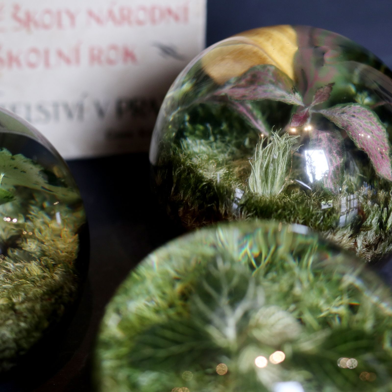 「EVER LEAF BALL」Fittonia Red