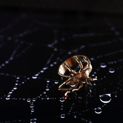 「kandata ring」リング