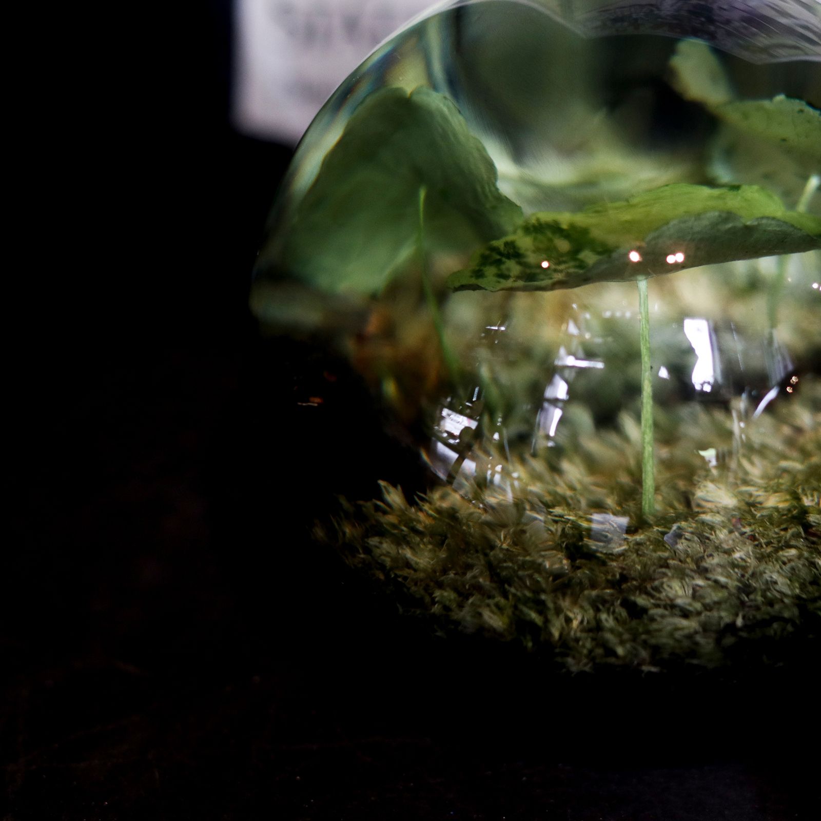 「EVER LEAF BALL」Copper Coin Glass