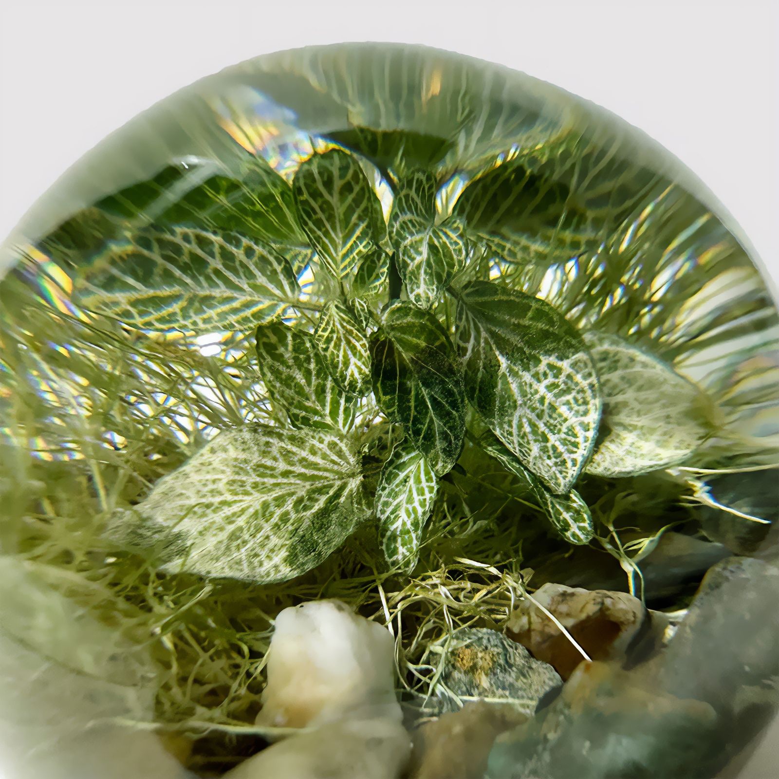 「EVER LEAF BALL」Fittonia Red