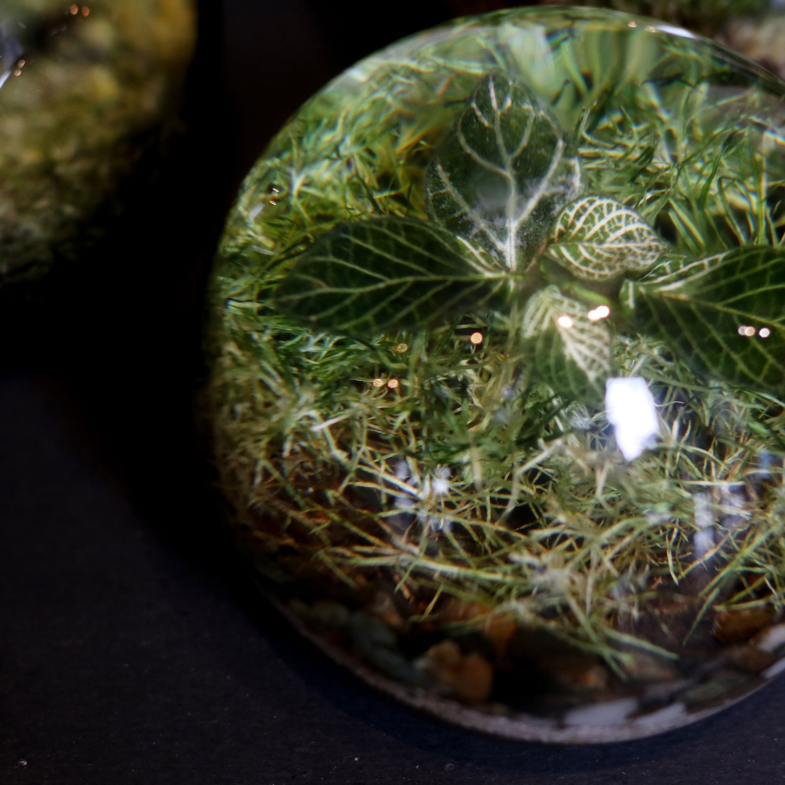 「EVER LEAF BALL」Copper Coin Glass