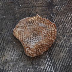「BEEHIVE COASTER」コースター