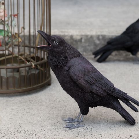 Pet Bank Jungle Crow