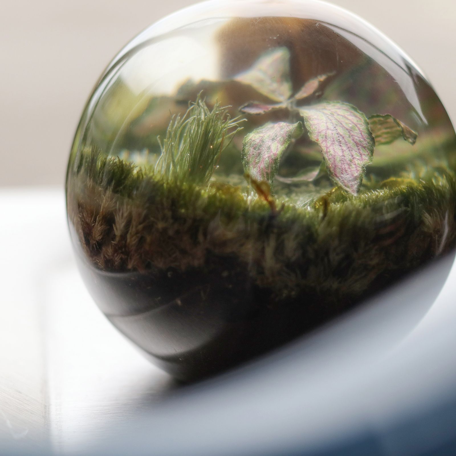 「EVER LEAF BALL」Fittonia Green