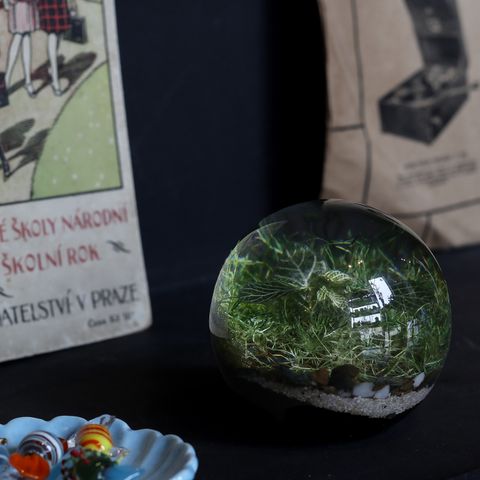 「EVER LEAF BALL」Fittonia Green