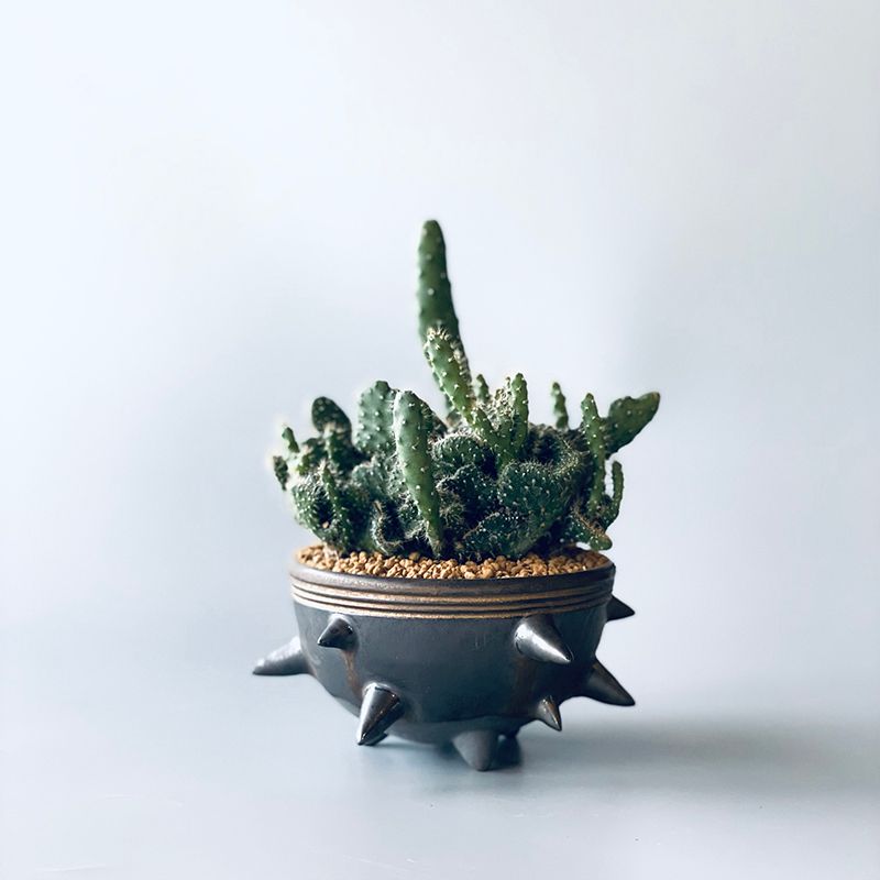 THORN STUDS POT(S)  "GOLD" -陶器鉢-