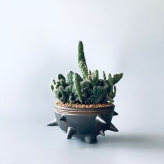 THORN STUDS POT(S)  "GOLD" -陶器鉢-