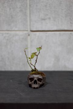 "髑髏盆栽" 小 薔薇