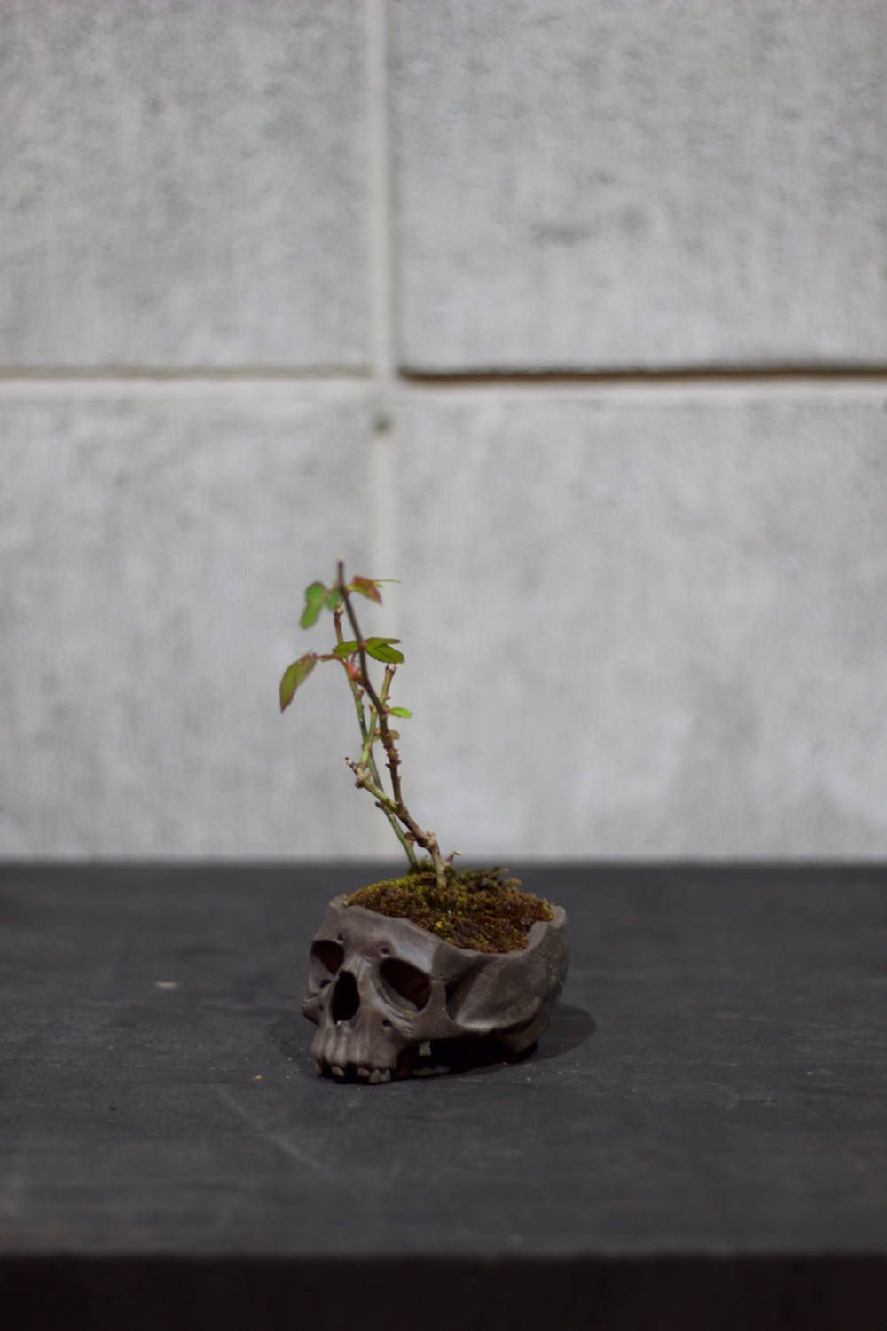 "髑髏盆栽" 小 薔薇
