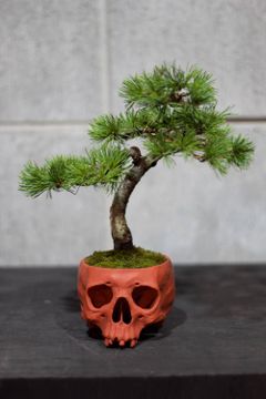 "髑髏盆栽" 中 五葉松 01