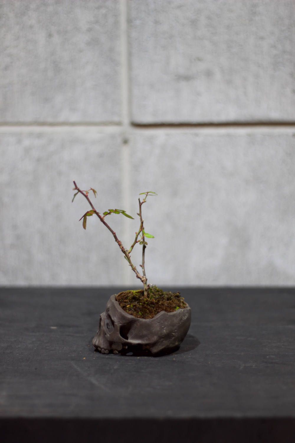 "髑髏盆栽" 小 薔薇