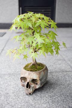 "髑髏盆栽" 備前焼 もみじ